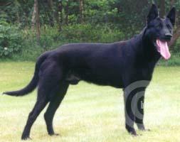 Remco (Dhr. J. Linders, Nederweert)