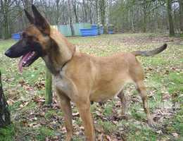 Tessa (Dhr. B. Hendrikx, Lage-Miede)
