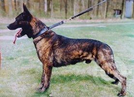 Rocky (Dhr. D. van Leeuwen, Scherpenzeel Fr)