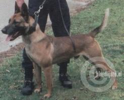 Rico (Dhr. B. Hendrikx, Lage-Mierde)