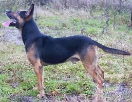 Max (Dhr. R. Weber, Deventer)