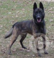 Castor (Dhr. P. H. de Groot, Vroomshoop)