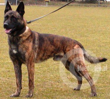 Arko (Dhr. M. Suttle, Lewisburg, WV, USA)